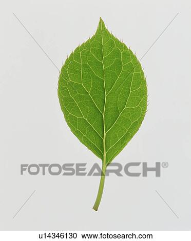 Stock Image - Leaf. Fotosearch