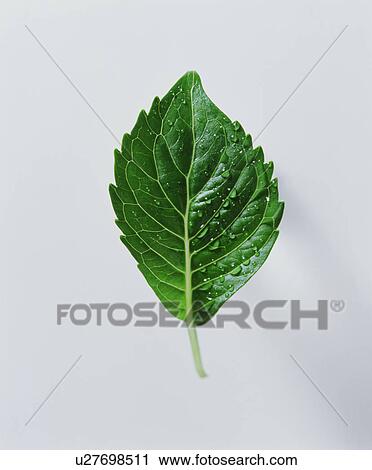 Leaf View Large Photo Image Stock Image - Leaf. Fotosearch