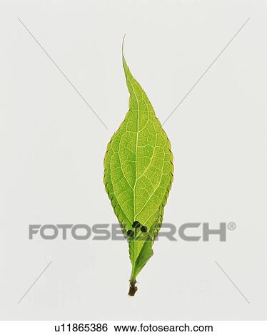 Stock Photograph - Leaf. Fotosearch