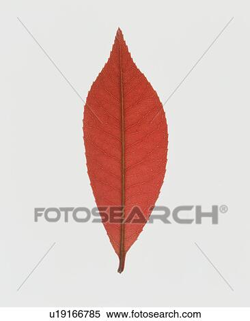 Stock Photography - Leaf. Fotosearch