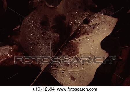 Leaf with dew droplets on it View Large Photo Image Picture - Leaf with dew droplets on it. Fotosearch