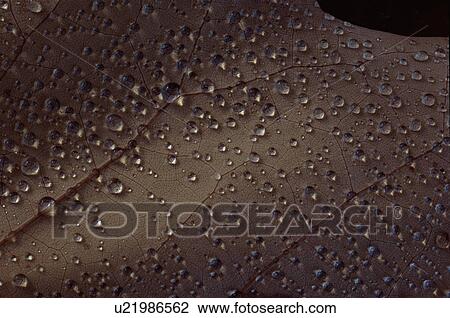 Leaf with dew droplets on it View Large Photo Image Stock Image - Leaf with dew droplets on it. Fotosearch
