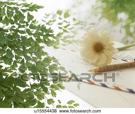 Stock Photo - Leafy branches, a flower, air mail envelope and a pen. Fotosearch
