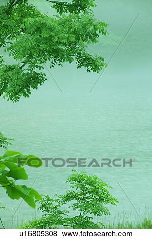 Leafy green branches and a lake, Gassan, Shonai-machi, Yamagata Prefecture, Japan View Large Photo Image Stock Photo - Leafy green branches and a lake, Gassan, Shonai-machi, Yamagata Prefecture, Japan. Fotosearch