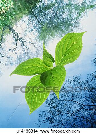 Leaves above water surface View Large Photo Image Picture - Leaves above water surface. Fotosearch
