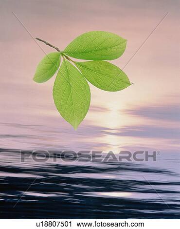 Leaves above water surface View Large Photo Image Stock Image - Leaves above water surface. Fotosearch