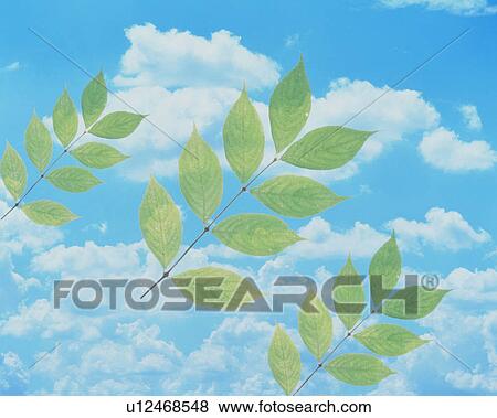 Leaves against cloudscape View Large Photo Image Stock Photo - Leaves against cloudscape. Fotosearch