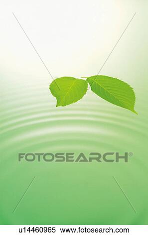 Leaves and a rippled water surface View Large Photo Image Stock Photography - Leaves and a rippled water surface. Fotosearch