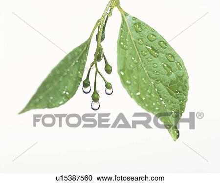 Stock Image - Leaves and buds of Styrax (Styrax japonicus). Fotosearch
