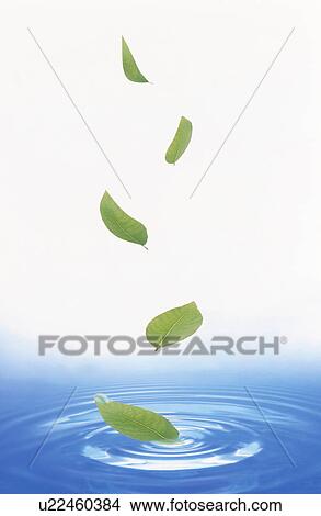 Picture - Leaves falling onto water. Fotosearch