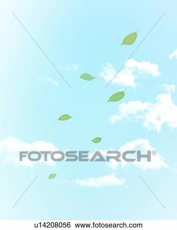 Leaves floating in a blue sky View Large Photo Image Stock Photograph - Leaves floating in a blue sky. Fotosearch