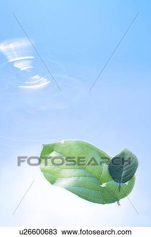 Stock Image - Leaves floating on water. Fotosearch