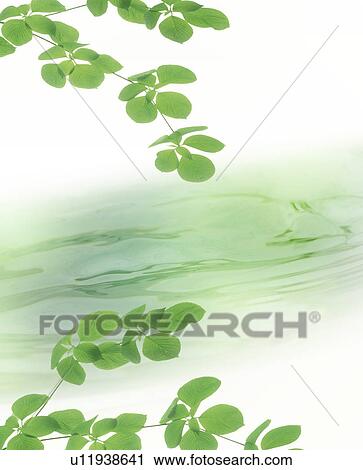 Stock Image - Leaves hanging over water. Fotosearch