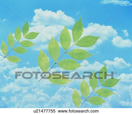 Leaves in the sky View Large Photo Image Stock Photography - Leaves in the sky. Fotosearch