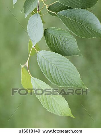 Leaves of a Yoshino cherry, Tochigi Prefecture, Japan View Large Photo Image Stock Photo - Leaves of a Yoshino cherry, Tochigi Prefecture, Japan. Fotosearch