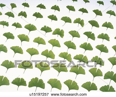 Leaves of Gingko View Large Photo Image Stock Photo - Leaves of Gingko. Fotosearch