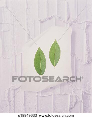 Stock Image - Leaves on a textured white background. Fotosearch