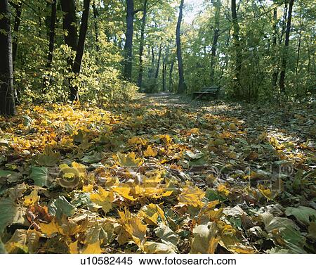 Stock Photography - Leaves on forest floor at Schonbrunn Palace. Vienna, Austria. Fotosearch