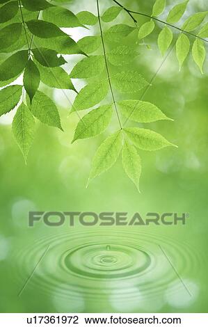 Leaves on tree and rippled water View Large Photo Image Stock Image - Leaves on tree and rippled water. Fotosearch