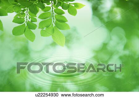Leaves on tree and rippled water View Large Photo Image Stock Image - Leaves on tree and rippled water. Fotosearch