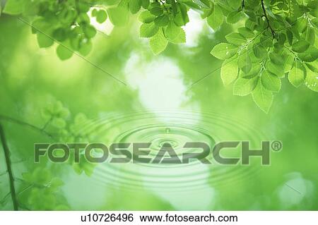 Leaves on tree and rippled water View Large Photo Image Stock Photograph - Leaves on tree and rippled water. Fotosearch