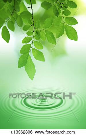 Leaves on tree and rippled water View Large Photo Image Stock Photograph - Leaves on tree and rippled water. Fotosearch