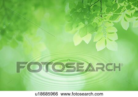 Leaves on tree and rippled water View Large Photo Image Stock Photograph - Leaves on tree and rippled water. Fotosearch