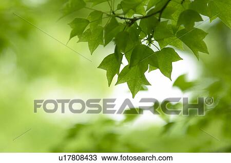 Stock Image - Leaves on tree. Fotosearch