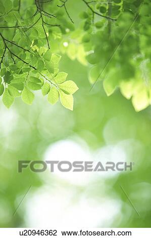 Stock Image - Leaves on tree. Fotosearch