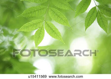 Stock Photo - Leaves on tree. Fotosearch