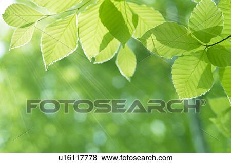 Stock Photo - Leaves on tree. Fotosearch