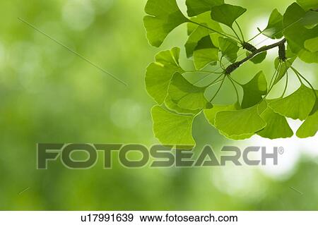 Stock Photo - Leaves on tree. Fotosearch