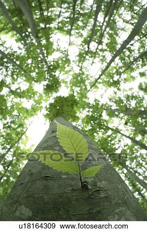Stock Photo - Leaves on tree. Fotosearch