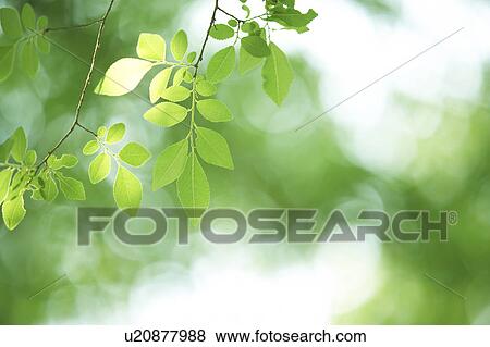 Leaves on tree View Large Photo Image Stock Photo - Leaves on tree. Fotosearch