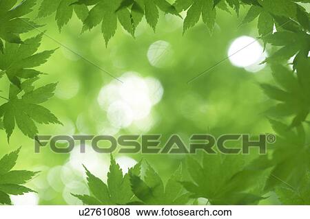 Leaves on tree View Large Photo Image Stock Photo - Leaves on tree. Fotosearch
