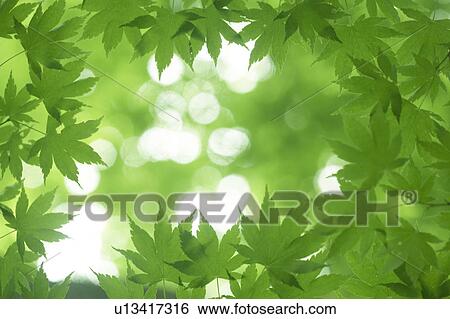 Stock Photograph - Leaves on tree. Fotosearch