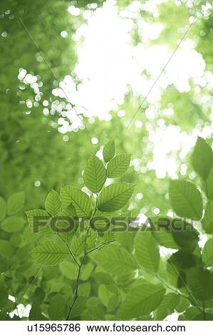 Stock Photograph - Leaves on tree. Fotosearch
