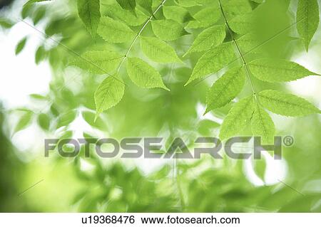 Stock Photograph - Leaves on tree. Fotosearch