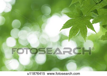 Stock Photography - Leaves on tree. Fotosearch
