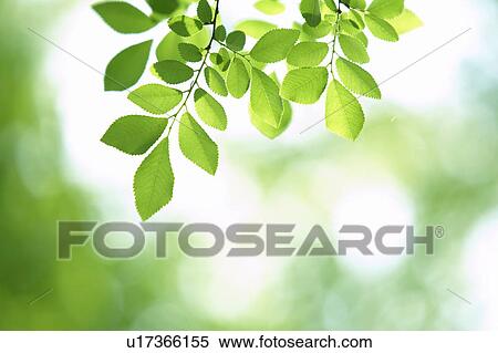 Leaves on tree View Large Photo Image Stock Photography - Leaves on tree. Fotosearch