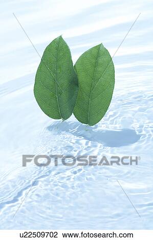 Leaves on water surface View Large Photo Image Stock Image - Leaves on water surface. Fotosearch