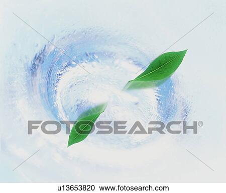 Leaves View Large Photo Image Stock Image - Leaves. Fotosearch