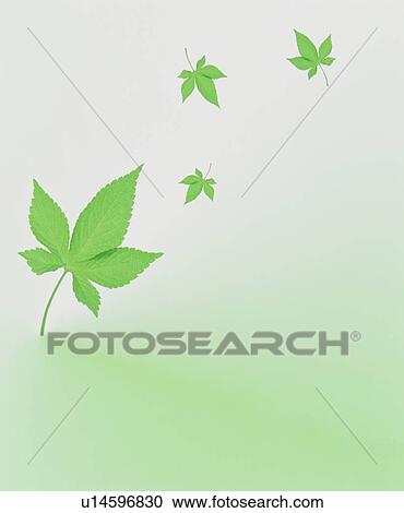 Stock Image - Leaves. Fotosearch