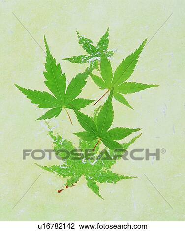 Leaves View Large Photo Image Stock Image - Leaves. Fotosearch