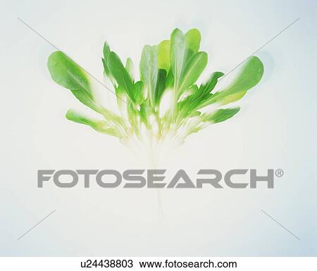 Stock Image - Leaves. Fotosearch