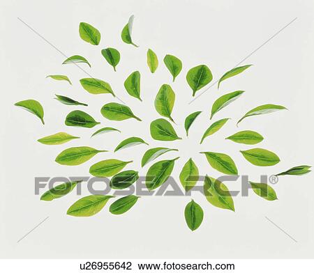 Leaves View Large Photo Image Stock Image - Leaves. Fotosearch