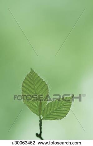 Stock Image - Leaves. Fotosearch