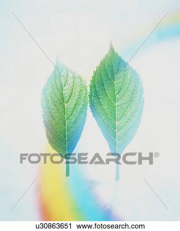 Stock Image - Leaves. Fotosearch