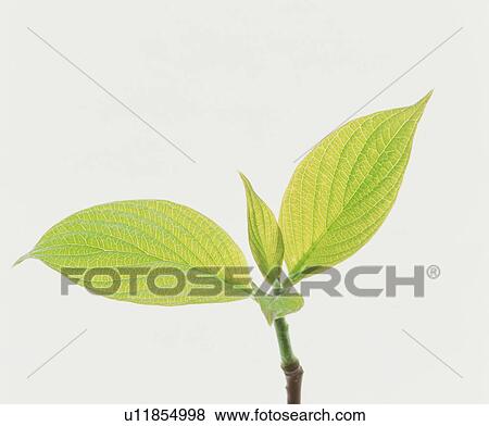 Stock Photo - Leaves. Fotosearch