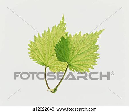 Stock Photo - Leaves. Fotosearch